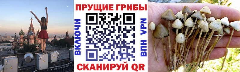 Псилоцибиновые грибы Psilocybe  Ивангород 